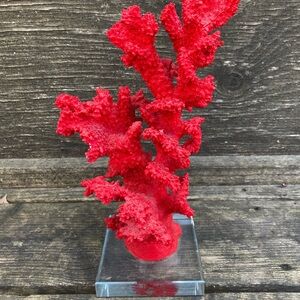 Red Decorative Coral Accent on Clear Base - Home Accents